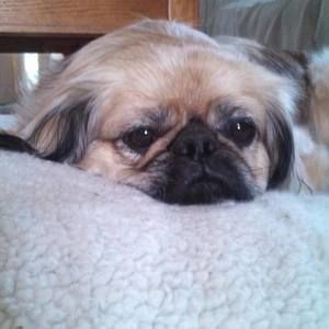 Meet your Posher, Barbara